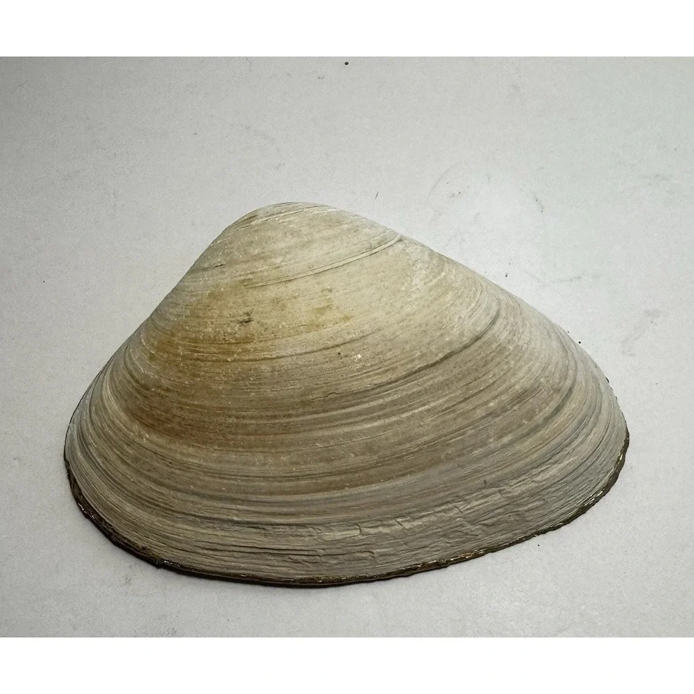 Decoupage Clam Shell Trinket Dish‎ Tea Time